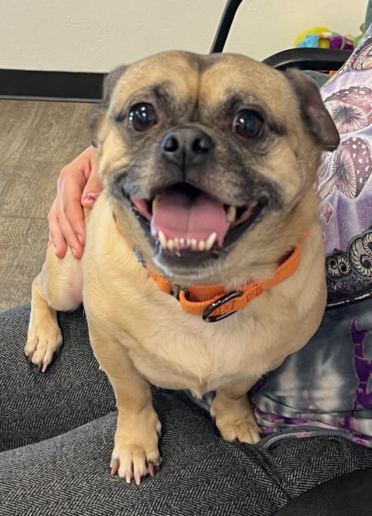 Enlarge Sam the Pug, a Adoptable mixed breed in Lake Forest, CA image 2/2