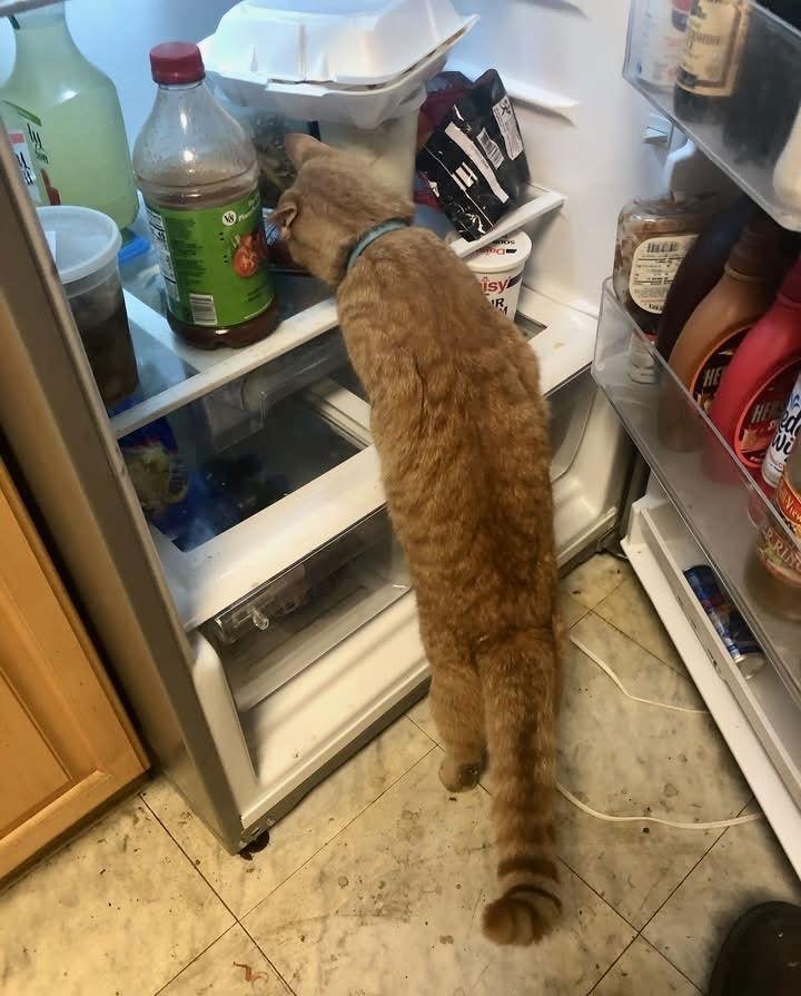 Chunk, Adoptable, Adult Male Domestic Short Hair.