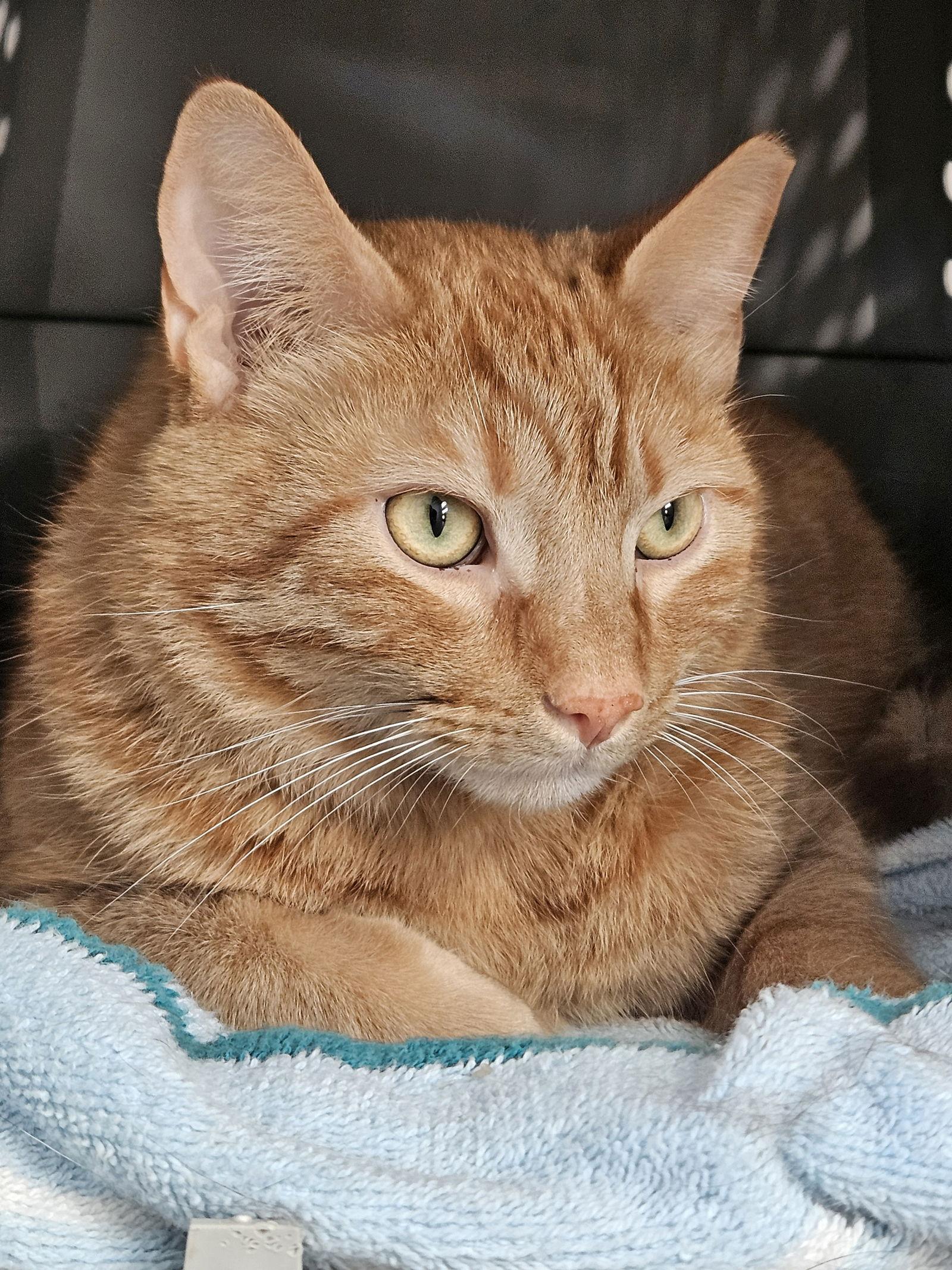 Chunk, a Adoptable Domestic Short Hair in Penndel, PA image 2/3