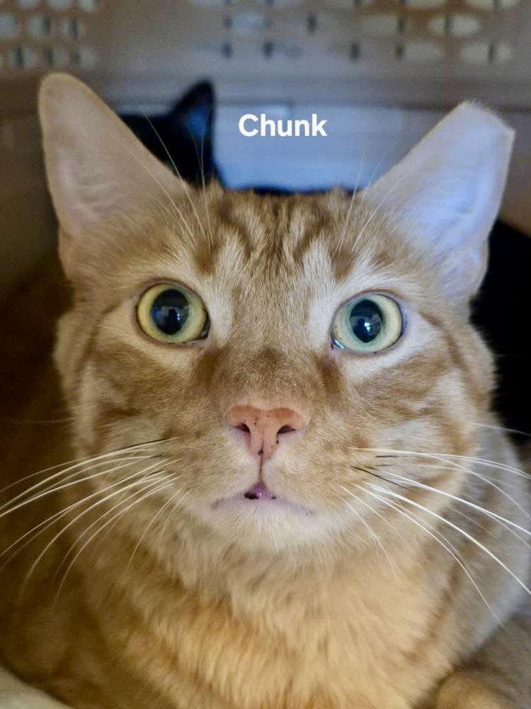 Chunk, a Adoptable Domestic Short Hair in Penndel, PA image 3/3
