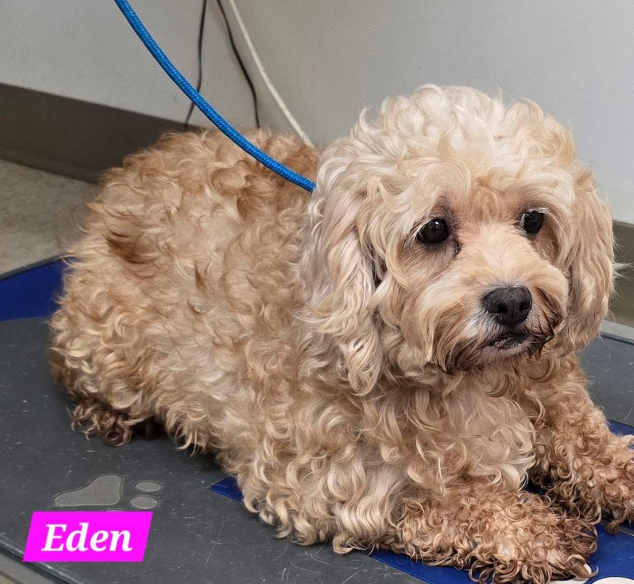 Enlarge Eden, a Adoptable Cavapoo in St. Clairsville, OH image 2/3