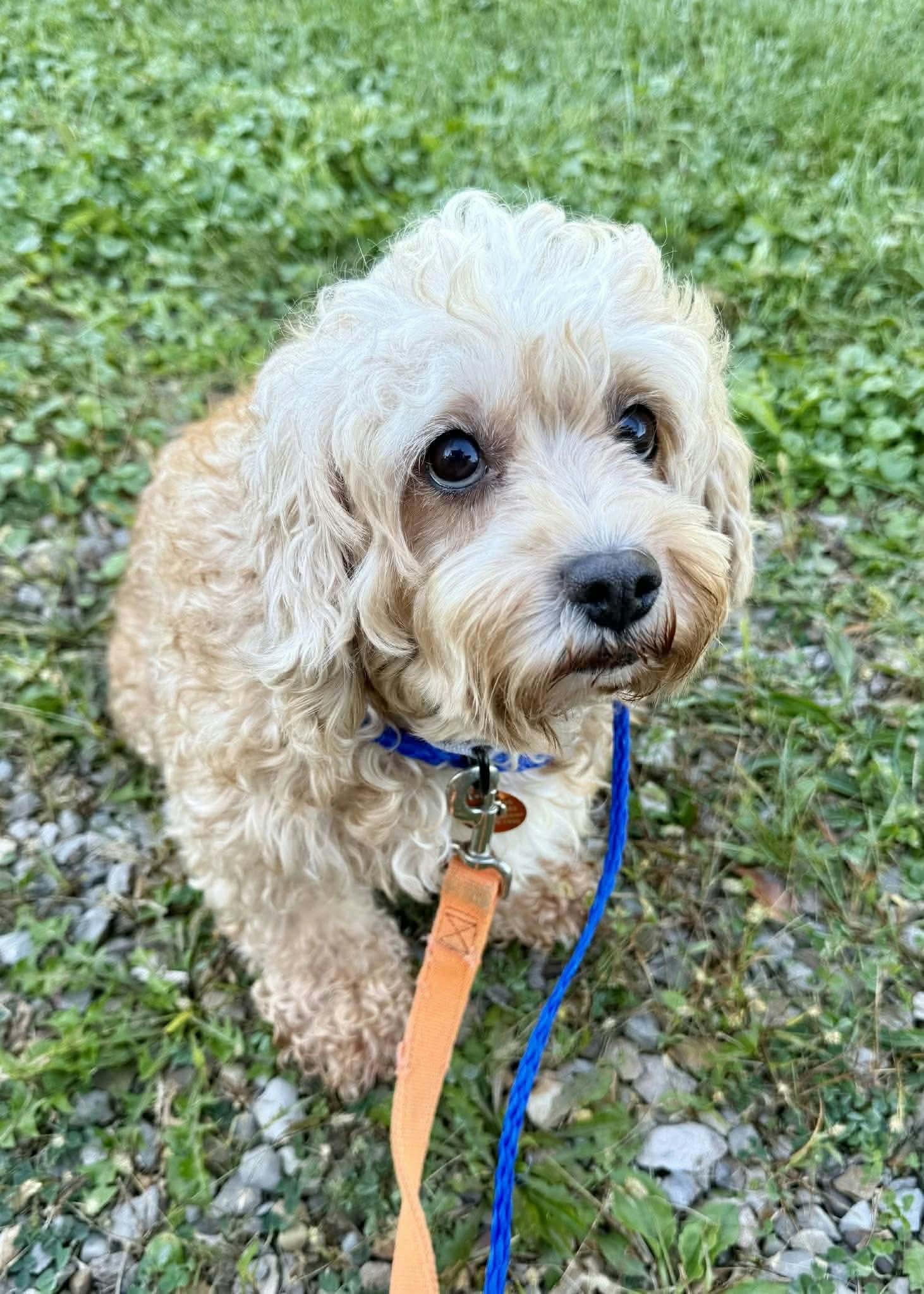 Eden, Adoptable, Adult Female Cavapoo.