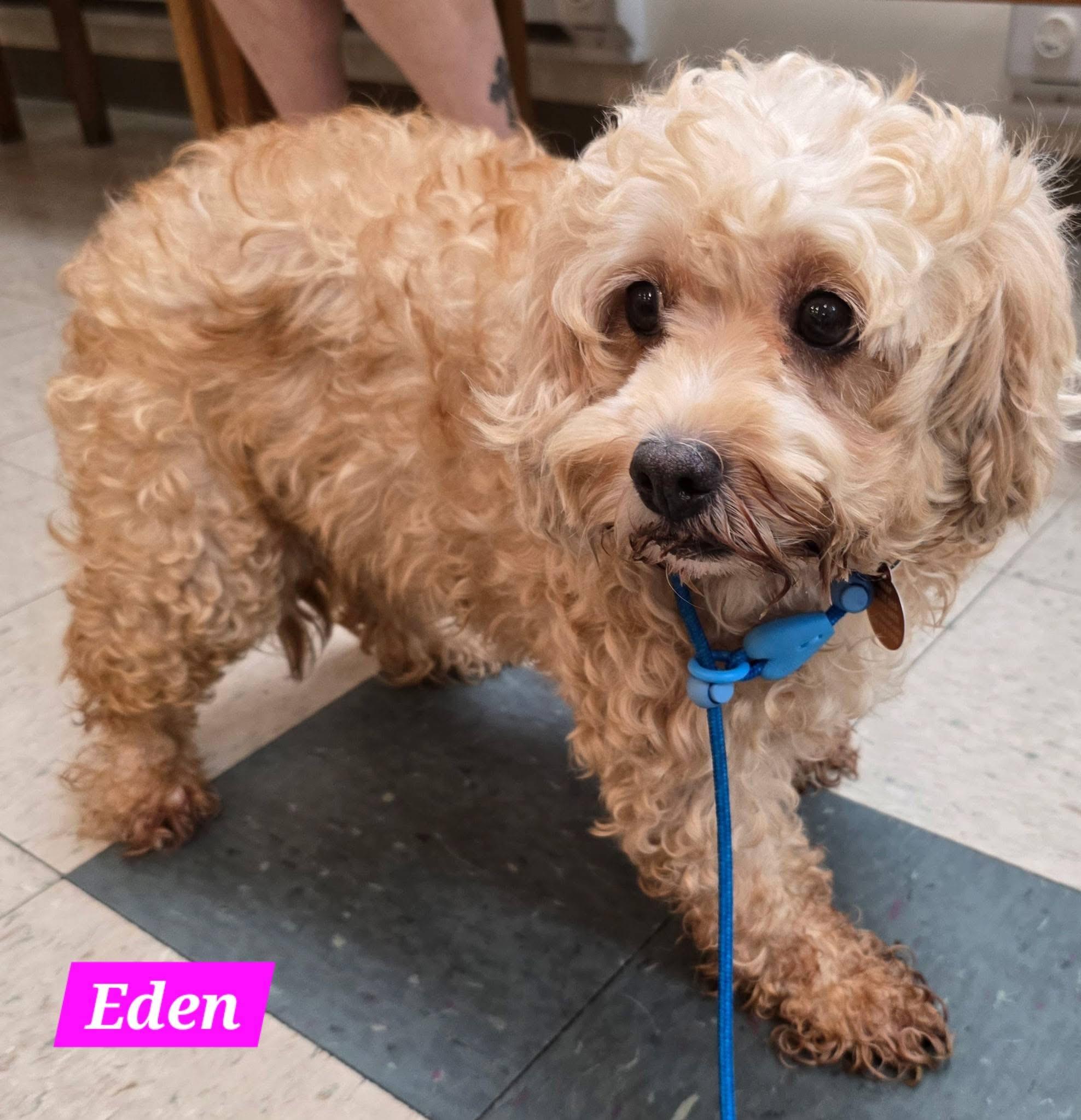 Enlarge Eden, a Adoptable Cavapoo in St. Clairsville, OH image 3/3