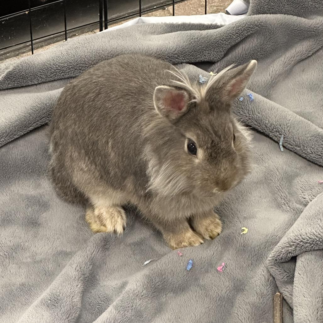 Enlarge Pepper (&Tofu), a Adoptable Lionhead in Hinsdale, IL image 2/2