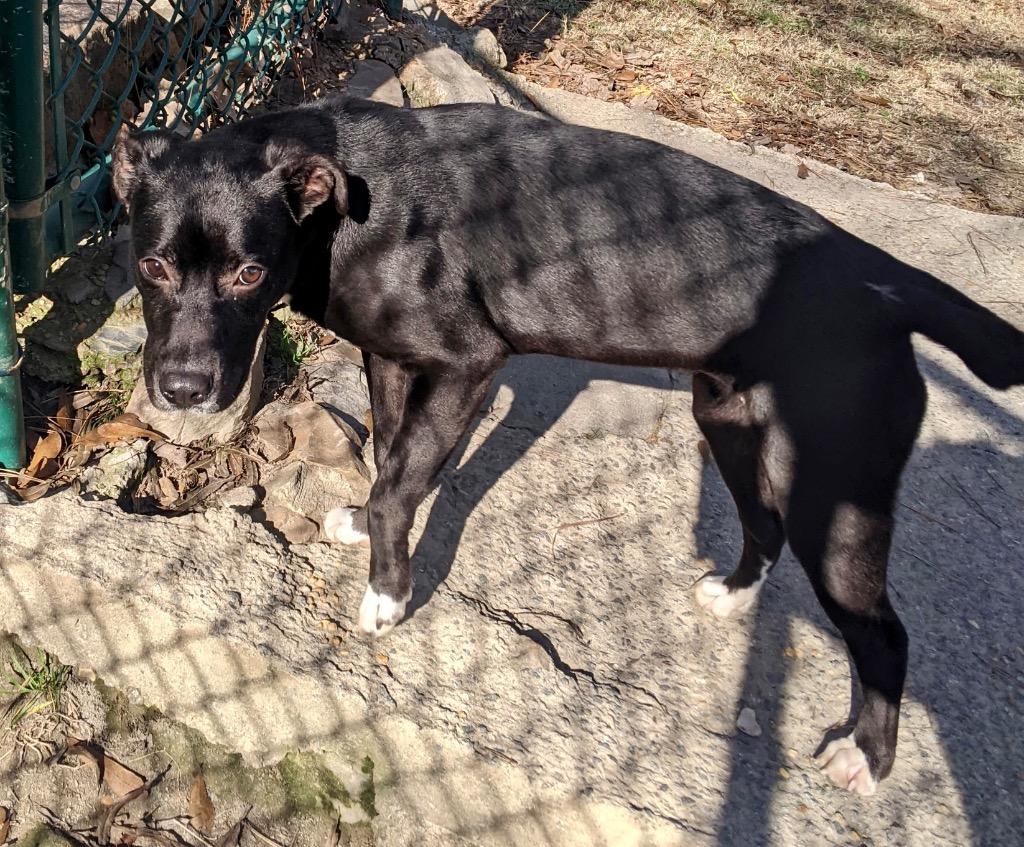 Enlarge Mina, a Adoptable mixed breed in Little Rock, AR image 1/2