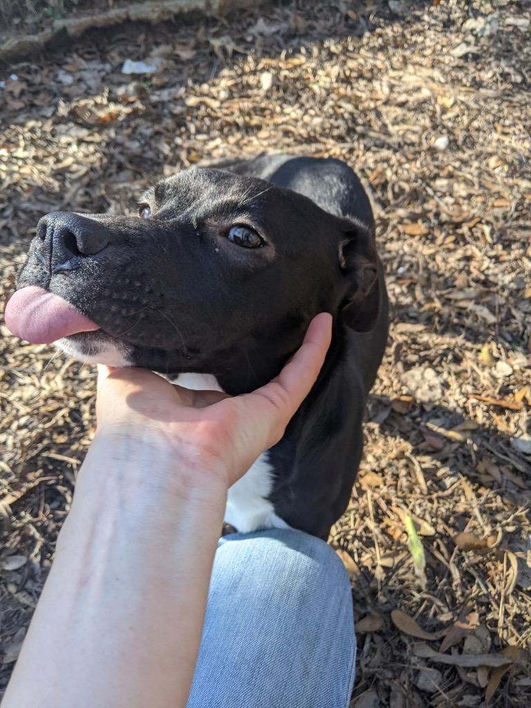 Enlarge Mina, a Adoptable mixed breed in Little Rock, AR image 2/2