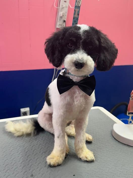 Milo, adopted, Young Male Poodle & Mixed Breed.