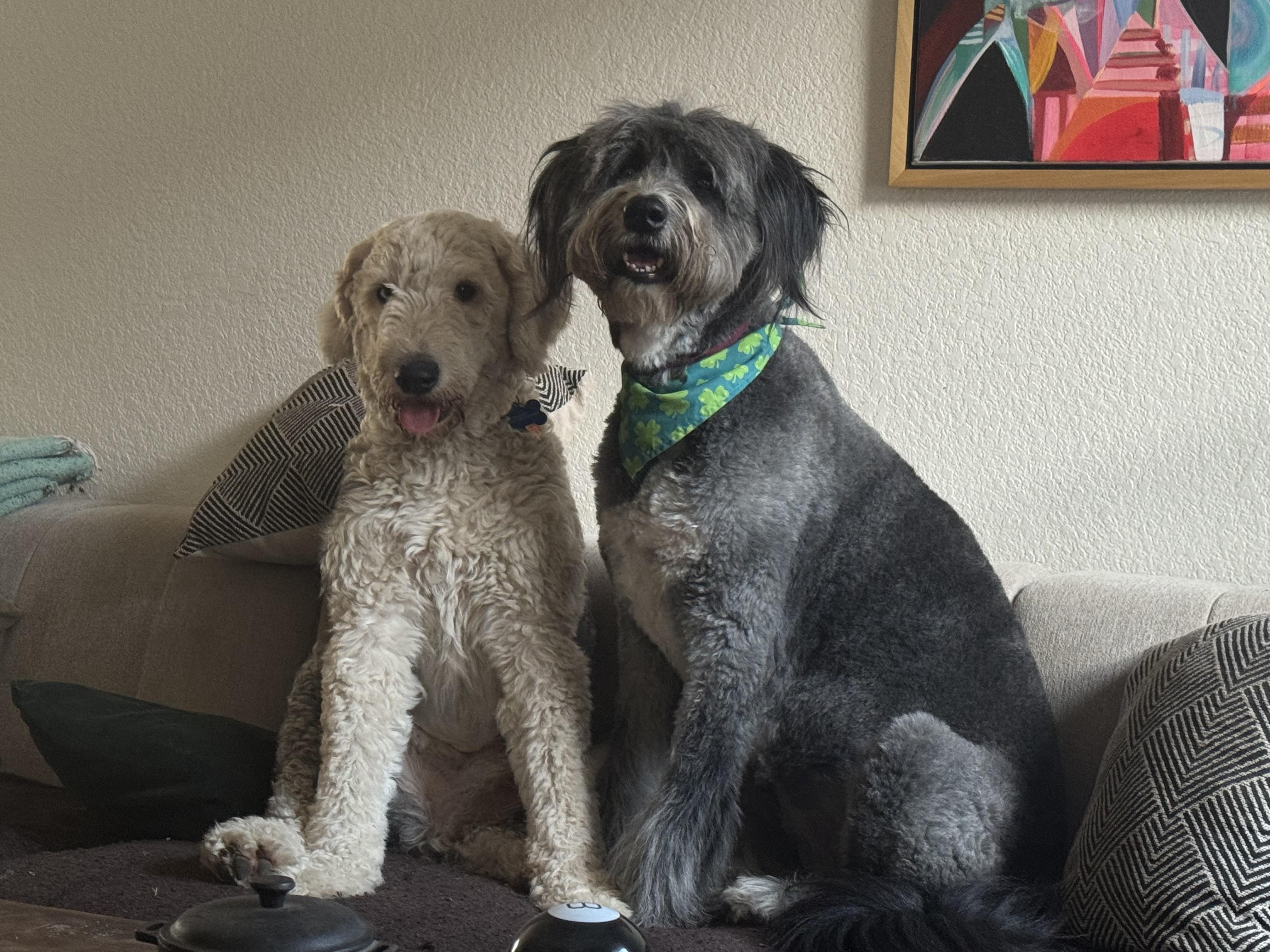 Enlarge Quincy, an adopted Old English Sheepdog in Pflugerville, TX image 1/2