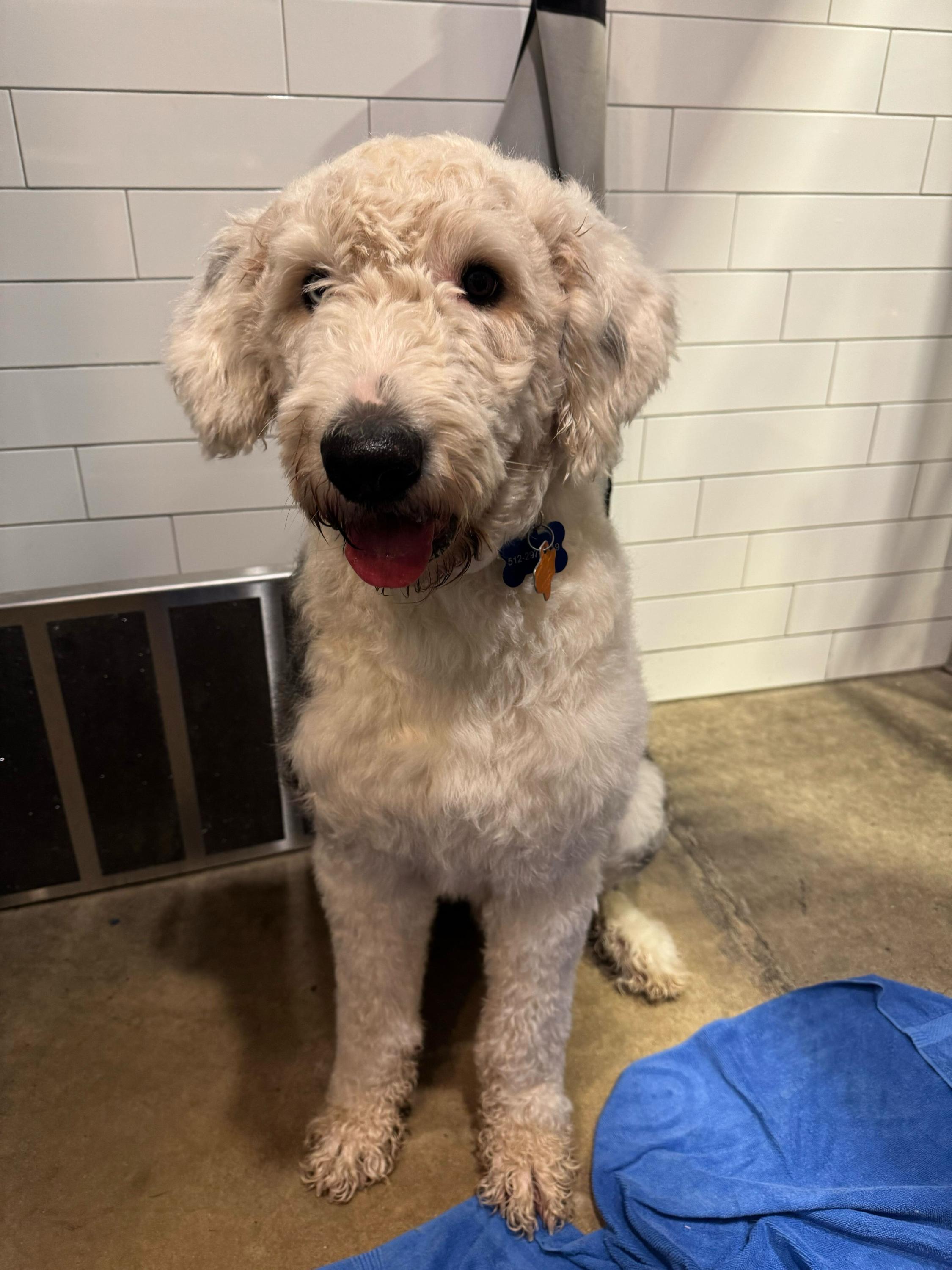 Enlarge Quincy, an adopted Old English Sheepdog in Pflugerville, TX image 2/2