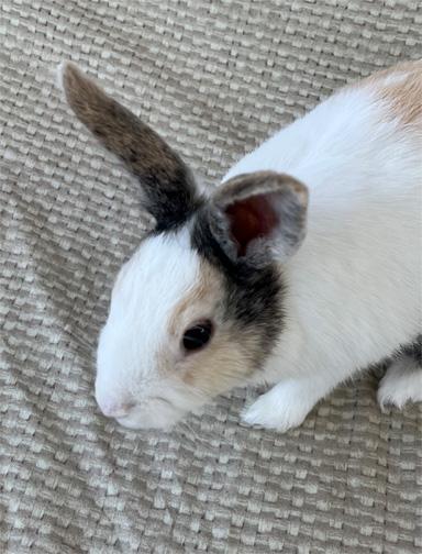 Enlarge VERA (bonded to Annika), a Adoptable mixed breed in San Clemente, CA image 2/4