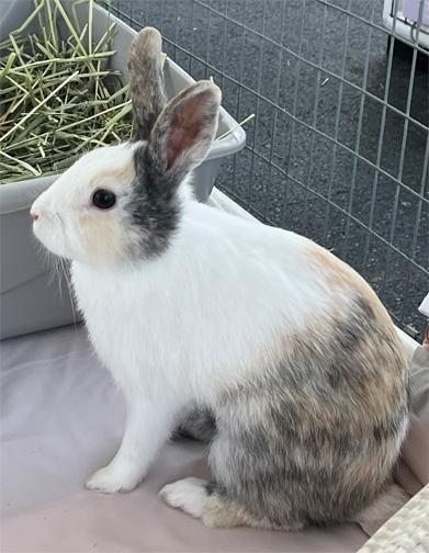 Enlarge VERA (bonded to Annika), a Adoptable mixed breed in San Clemente, CA image 1/4