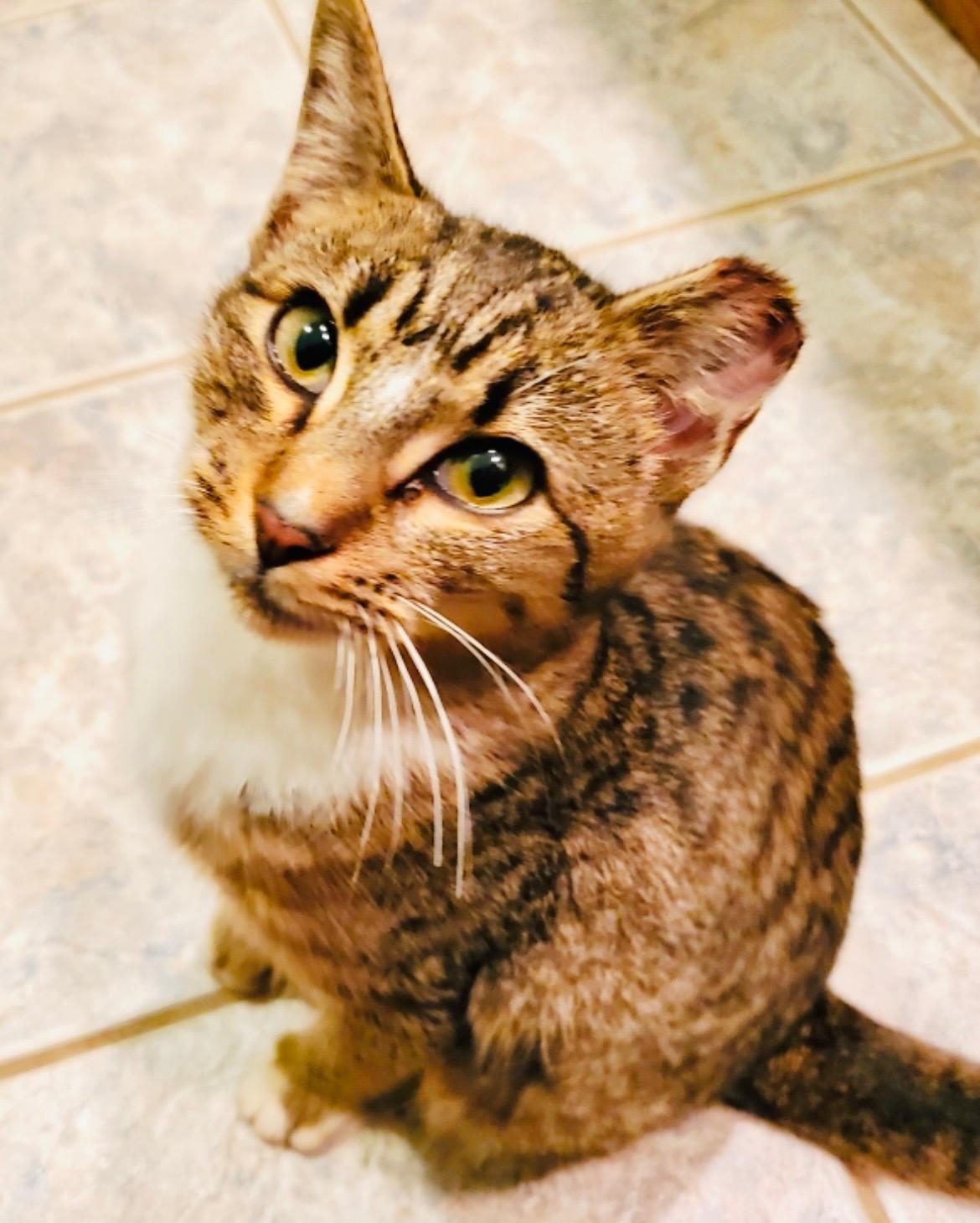 Gigi (pse), ADOPTABLE, Young Female Domestic Short Hair.