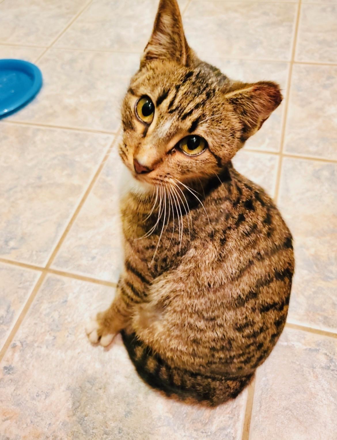 Enlarge Gigi (pse), a ADOPTABLE Domestic Short Hair in Simpsonville, SC image 2/2