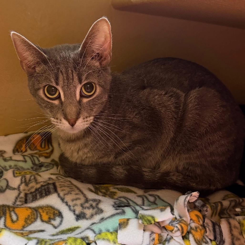 Grayson, Adoptable, Adult Male Domestic Short Hair.