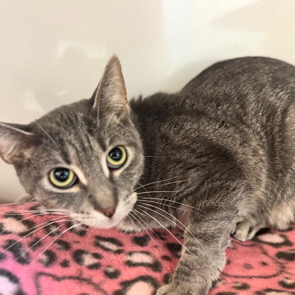 Enlarge Grayson, a Adoptable Domestic Short Hair in Wheeling, IL image 2/6