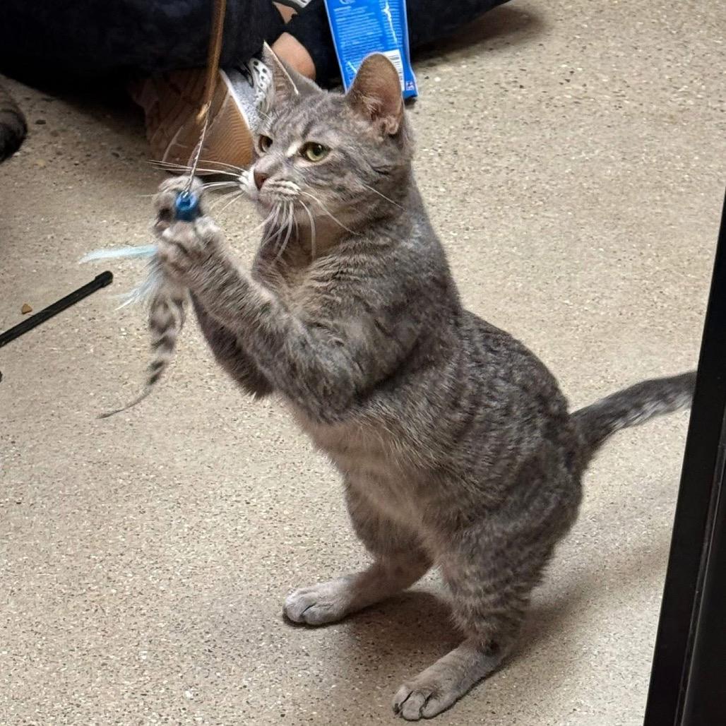 Enlarge Grayson, a Adoptable Domestic Short Hair in Wheeling, IL image 5/6