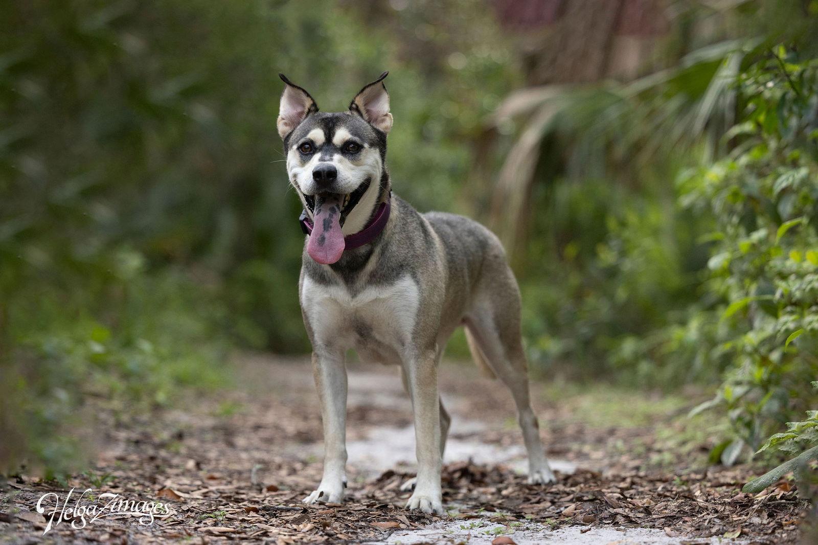 Synder - F, a Adoptable mixed breed in Tampa, FL image 3/3