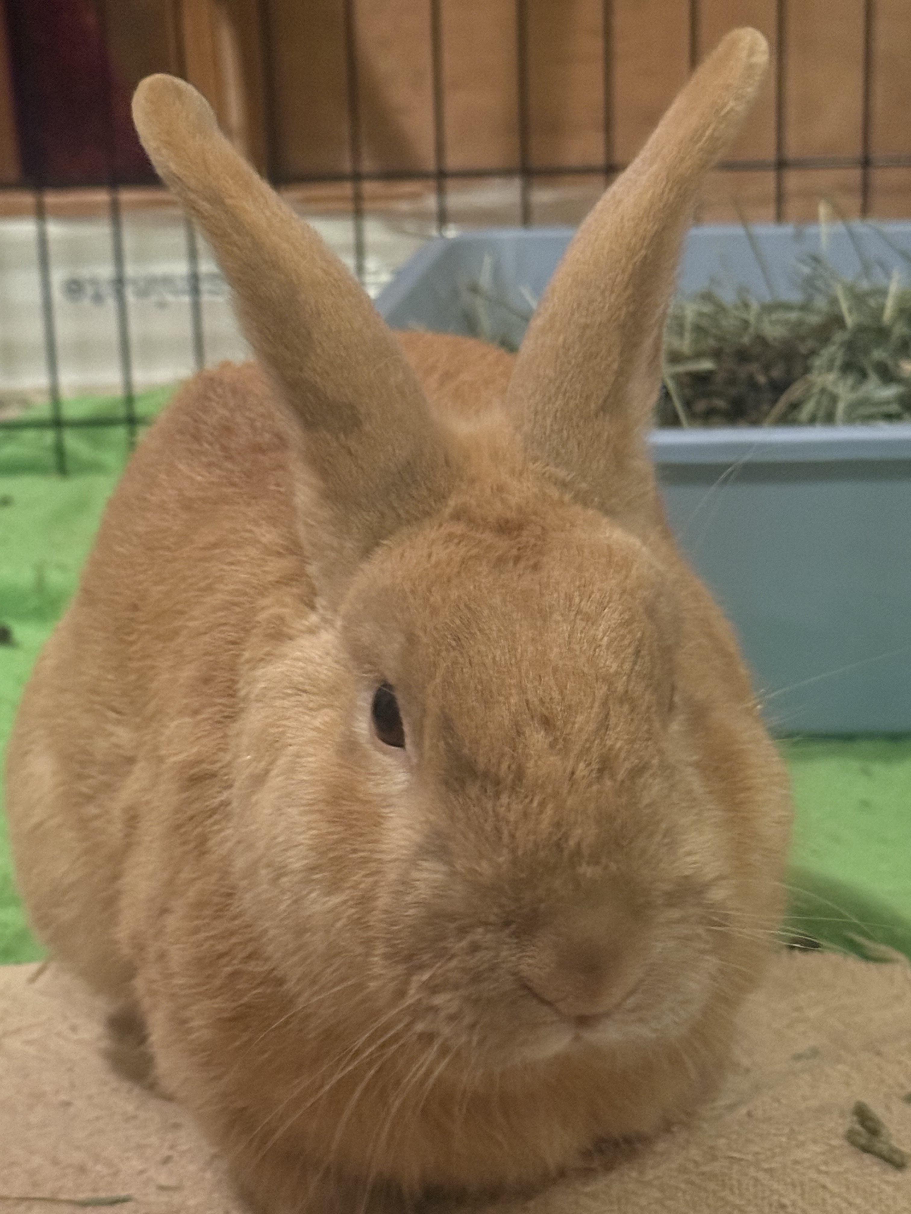 Cowboy Cappy, adopted, Adult Male Bunny Rabbit.