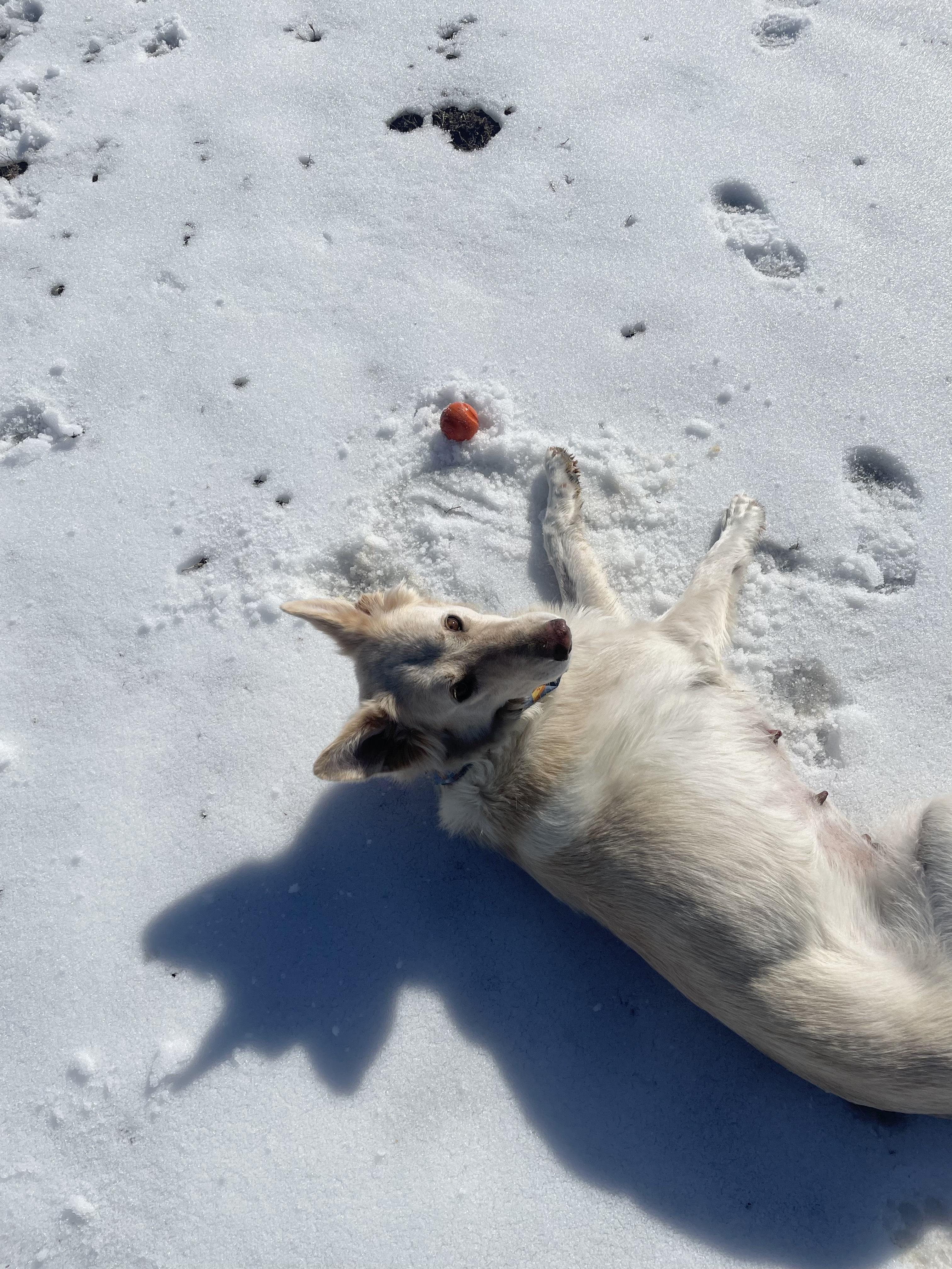 Enlarge Maple, a Adoptable German Shepherd Dog in Richmond, VA image 6/6