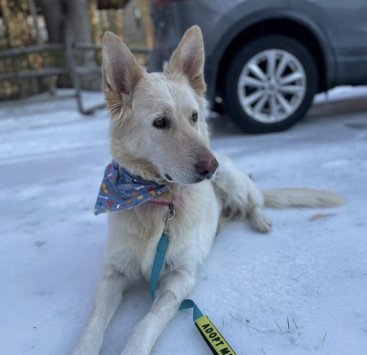 Maple, Adoptable, Adult Female German Shepherd Dog.