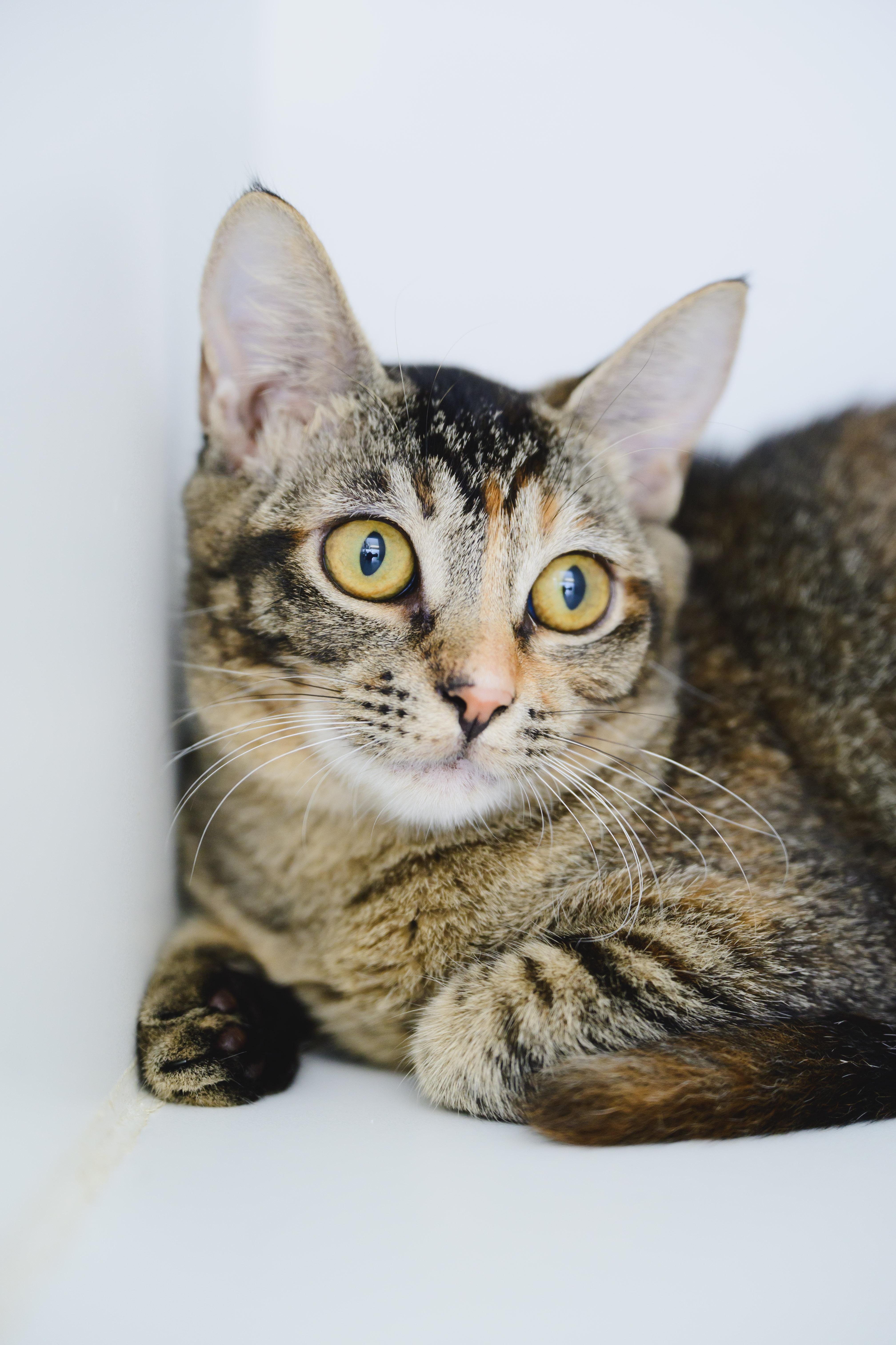 Enlarge Firefly, a Adoptable Domestic Short Hair in Honolulu, HI image 1/6