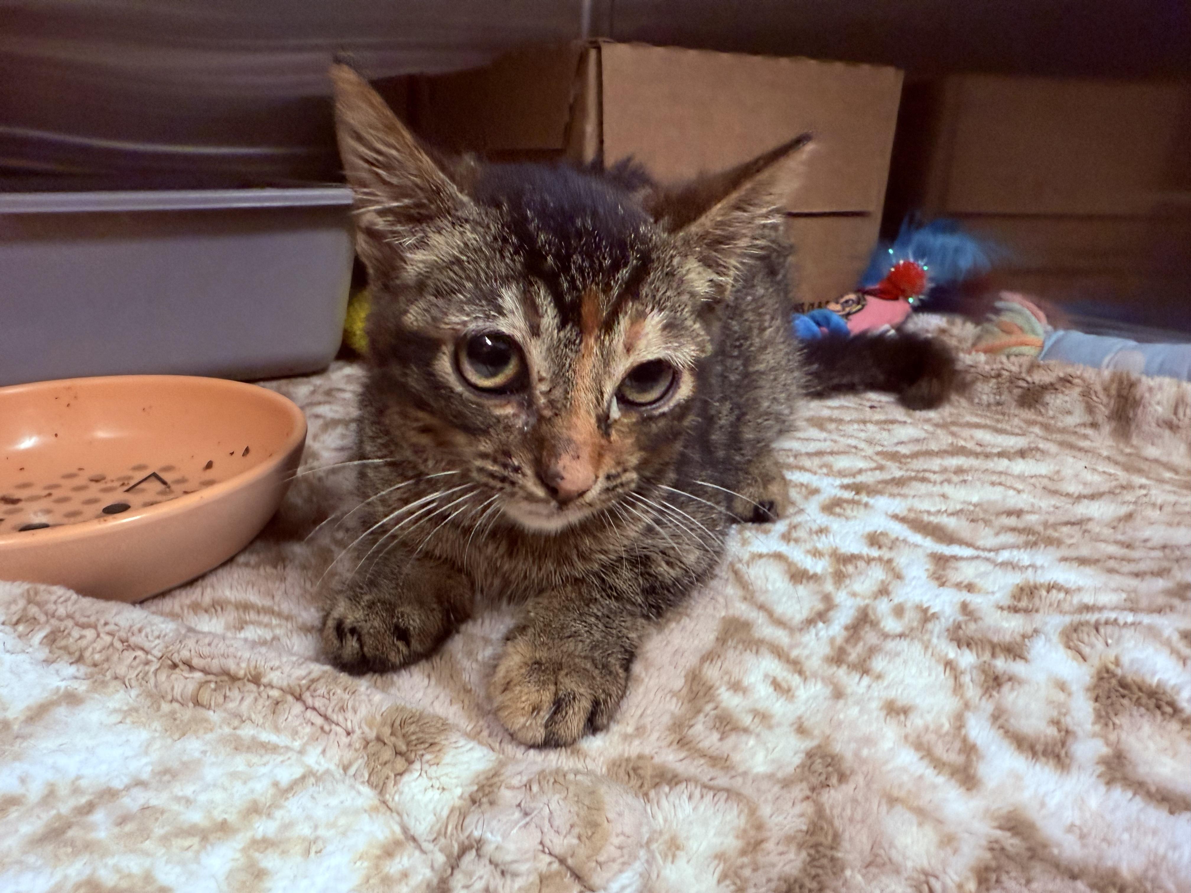 Enlarge Firefly, a Adoptable Domestic Short Hair in Honolulu, HI image 3/6
