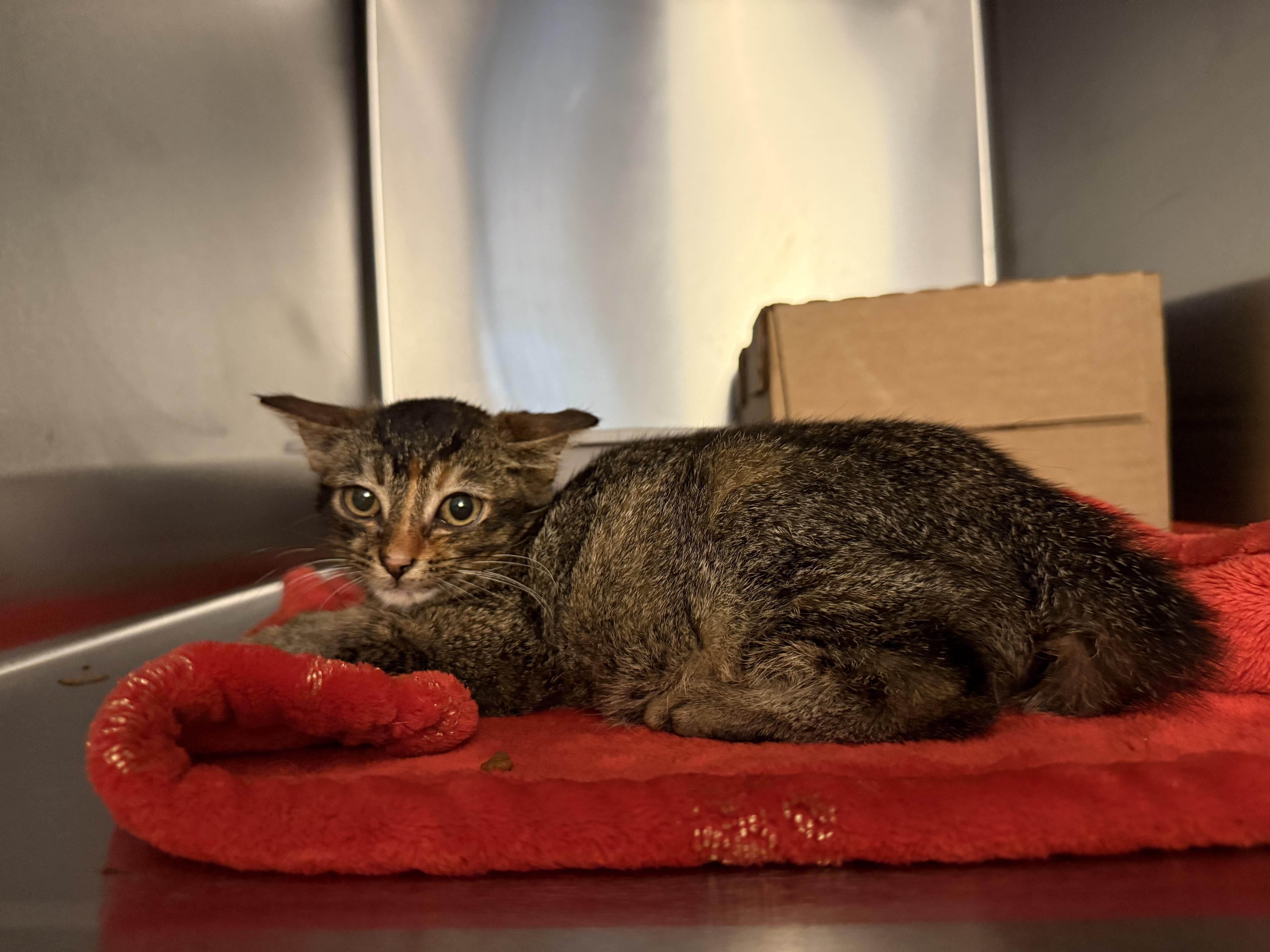 Enlarge Firefly, a Adoptable Domestic Short Hair in Honolulu, HI image 4/6