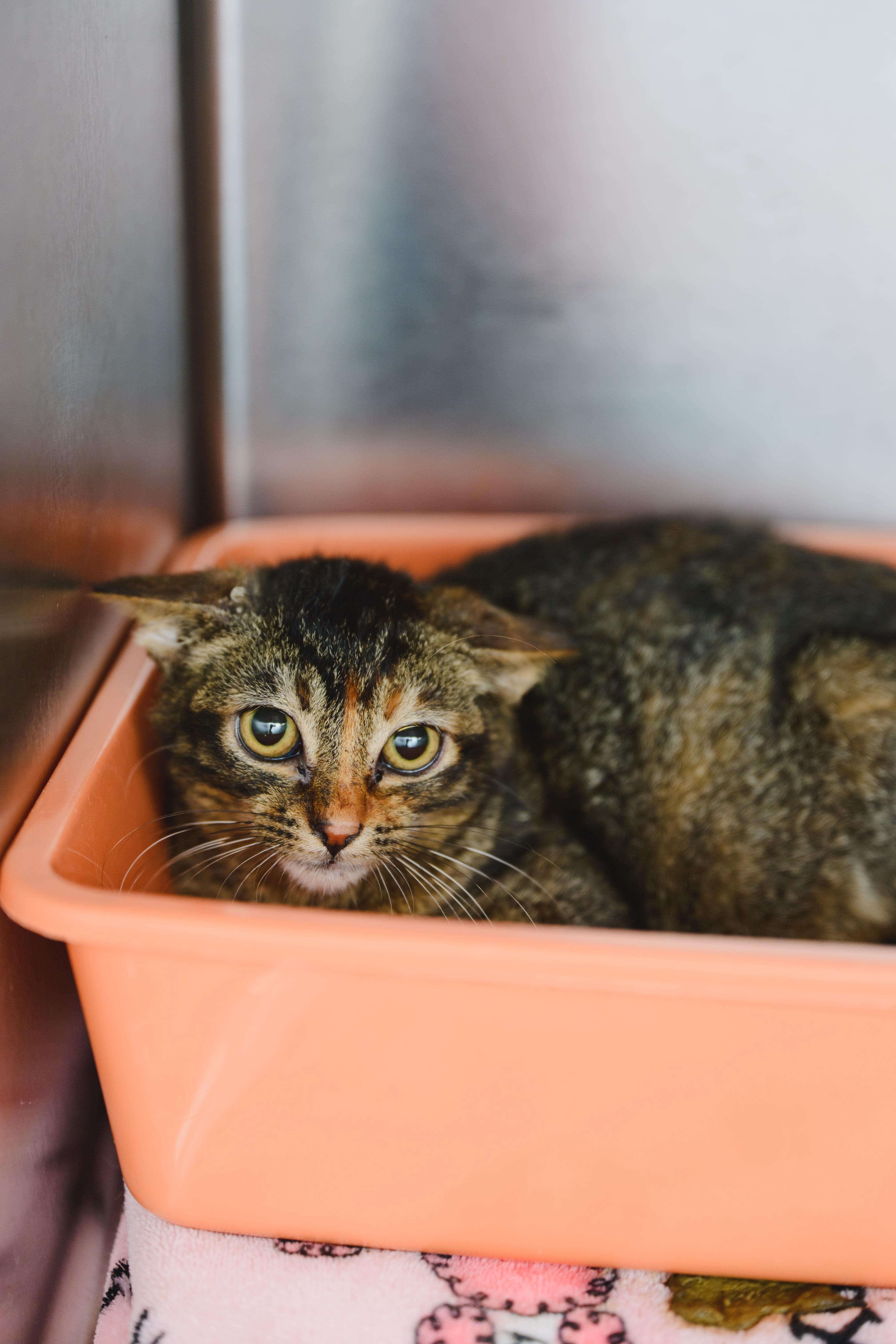 Enlarge Firefly, a Adoptable Domestic Short Hair in Honolulu, HI image 5/6