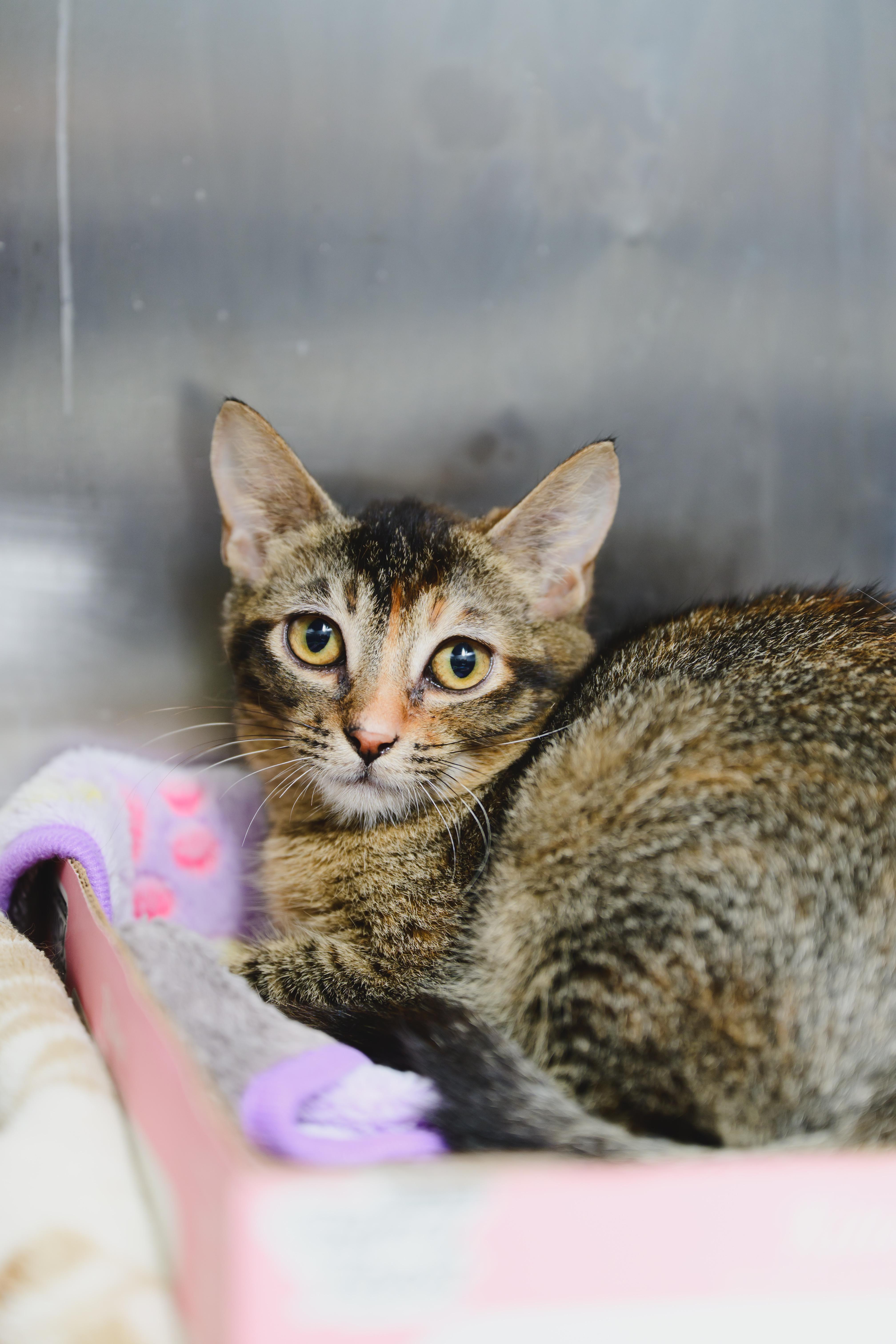 Enlarge Firefly, a Adoptable Domestic Short Hair in Honolulu, HI image 6/6