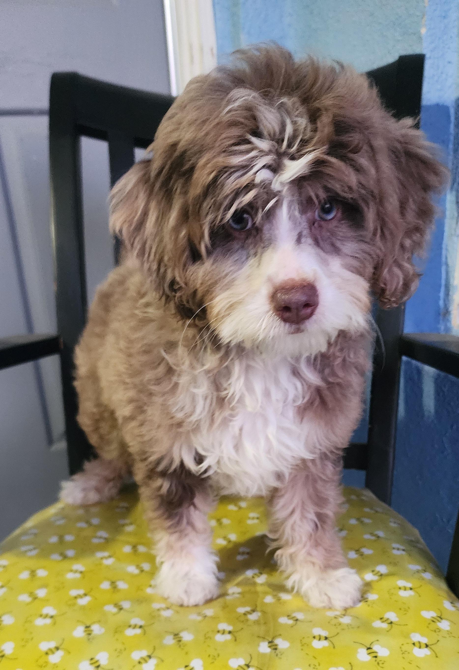 Enlarge Misty, an adopted mixed breed in Victorville, CA image 2/3