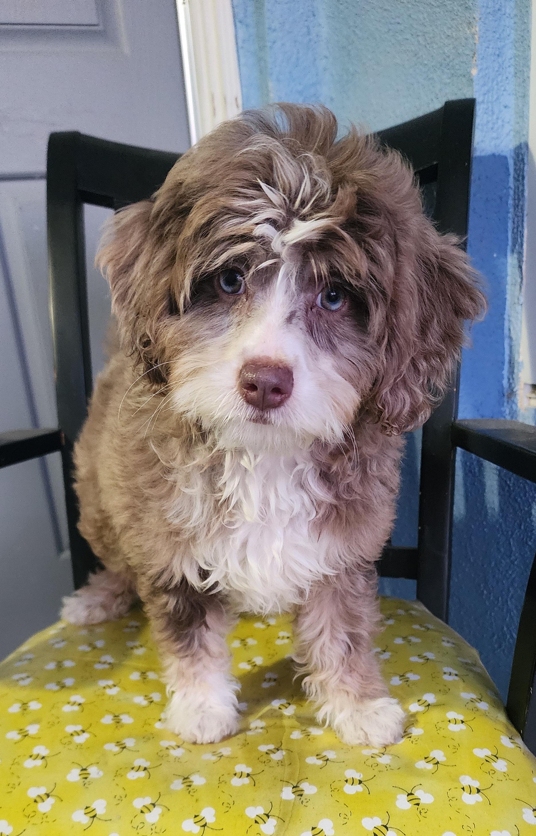 Enlarge Misty, an adopted mixed breed in Victorville, CA image 1/3