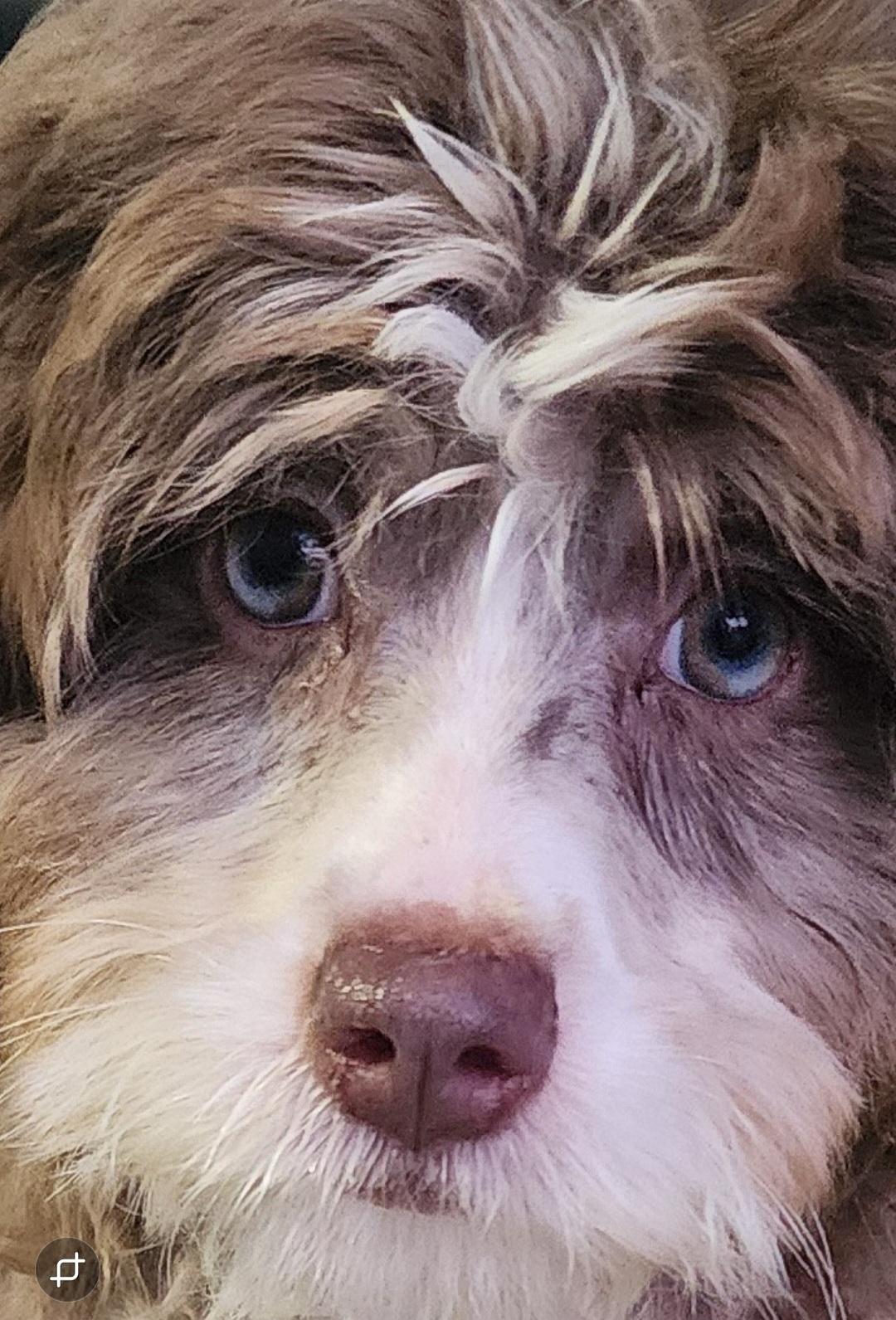 Enlarge Misty, an adopted mixed breed in Victorville, CA image 3/3