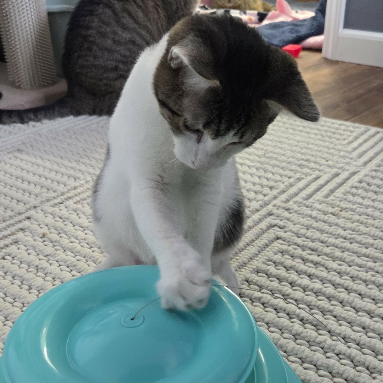 Enlarge HOISIN, an adopted Domestic Short Hair in Loveland, CO image 6/6