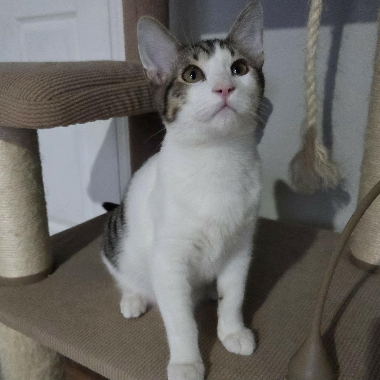 HOISIN, ADOPTABLE, Kitten Male Domestic Short Hair.