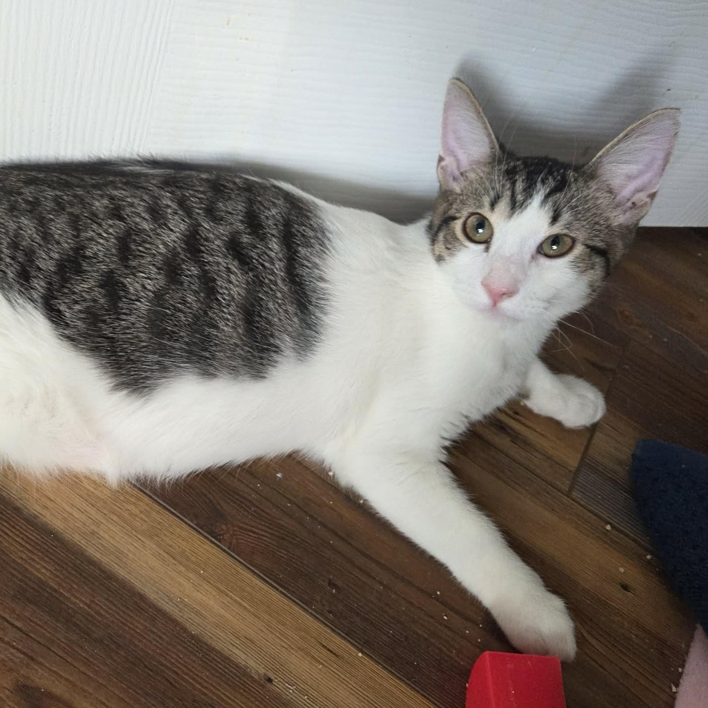 Enlarge HOISIN, an adopted Domestic Short Hair in Loveland, CO image 2/6
