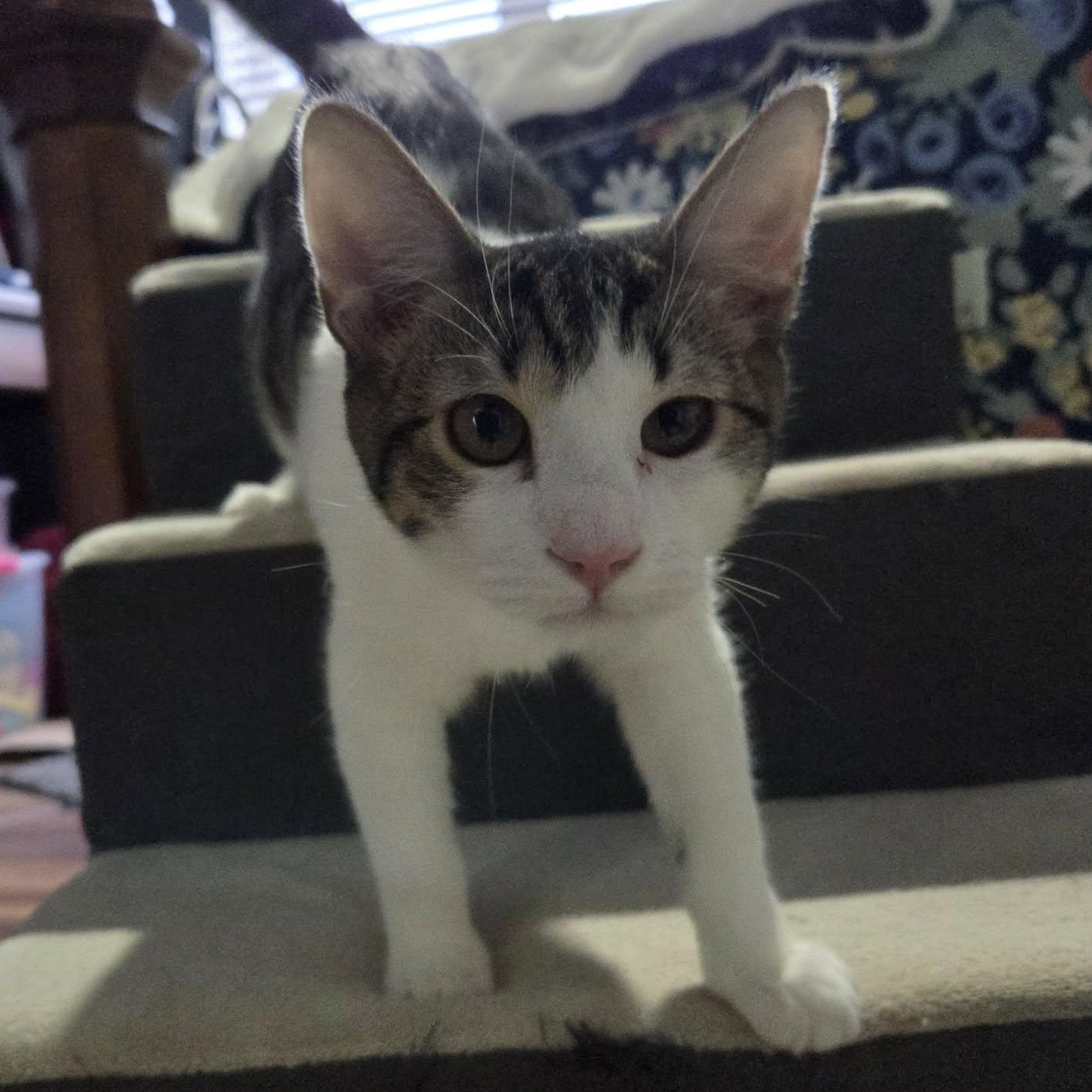 Enlarge HOISIN, an adopted Domestic Short Hair in Loveland, CO image 5/6