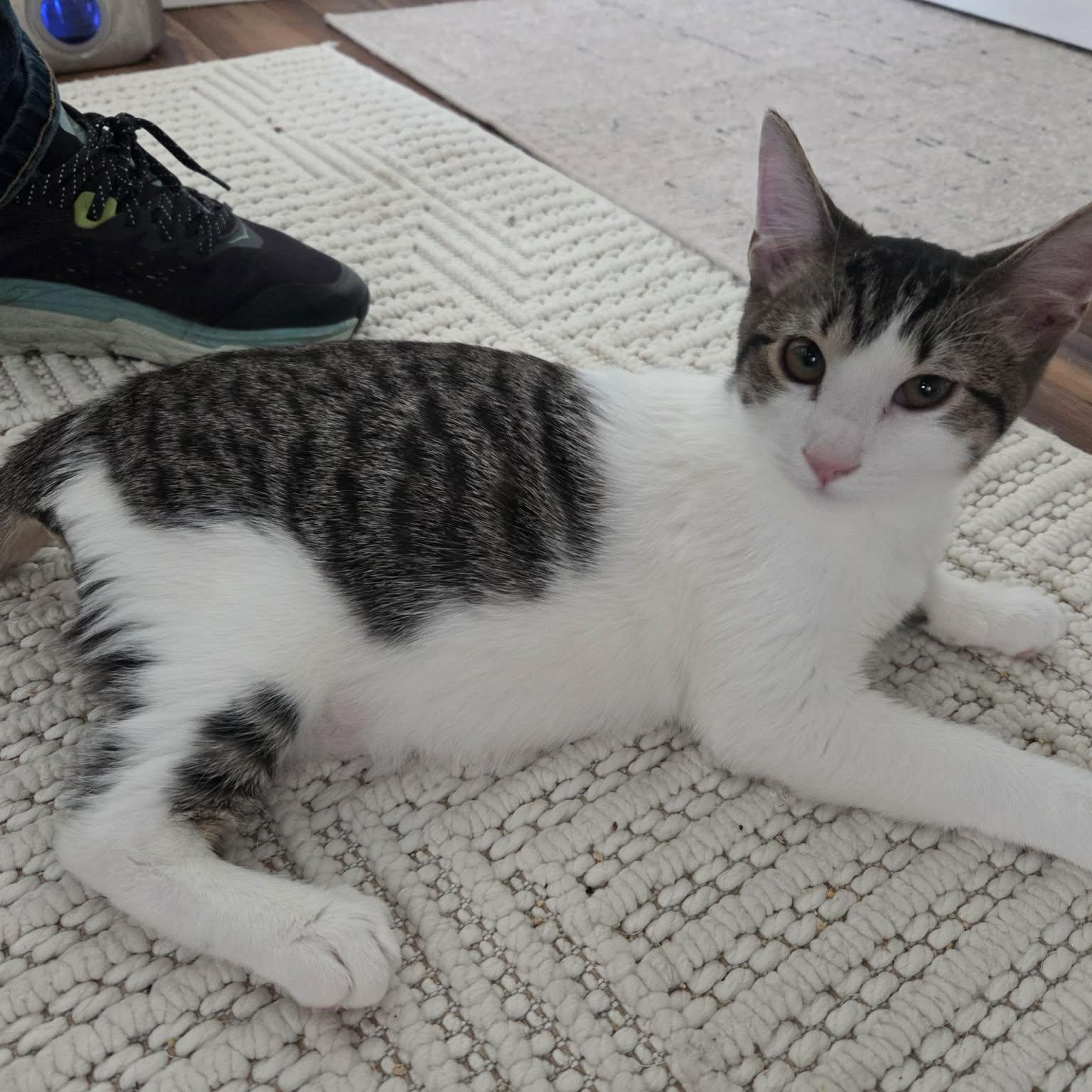 Enlarge HOISIN, an adopted Domestic Short Hair in Loveland, CO image 4/6