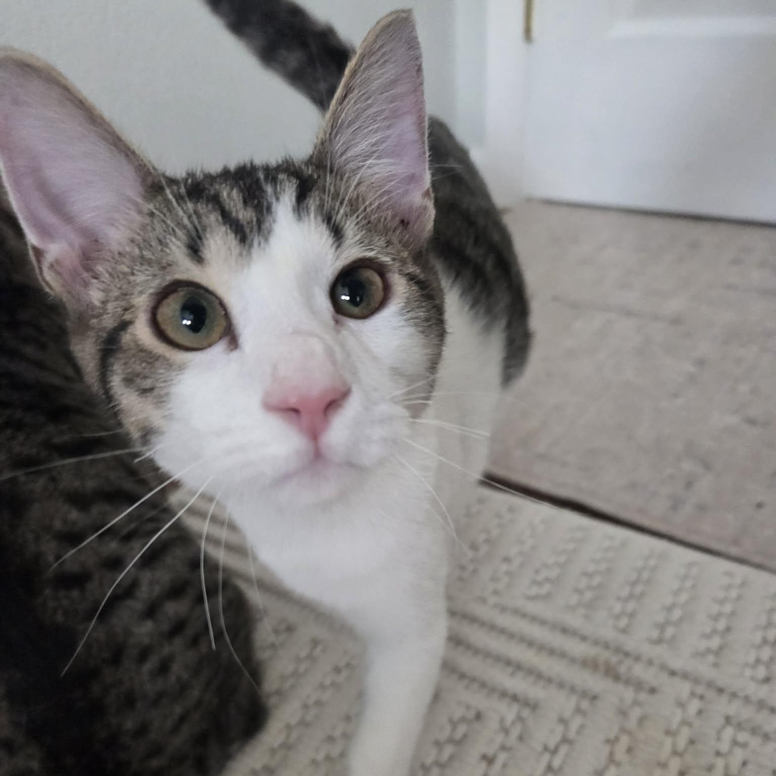 Enlarge HOISIN, an adopted Domestic Short Hair in Loveland, CO image 3/6