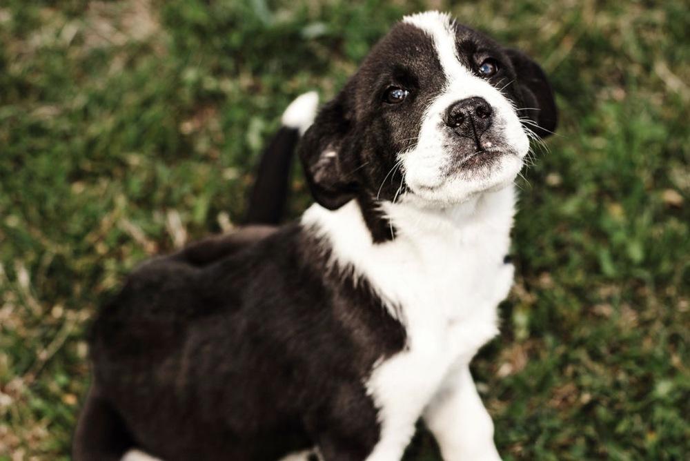 Enlarge Kase, a Adoptable mixed breed in Warr Acres, OK image 1/6
