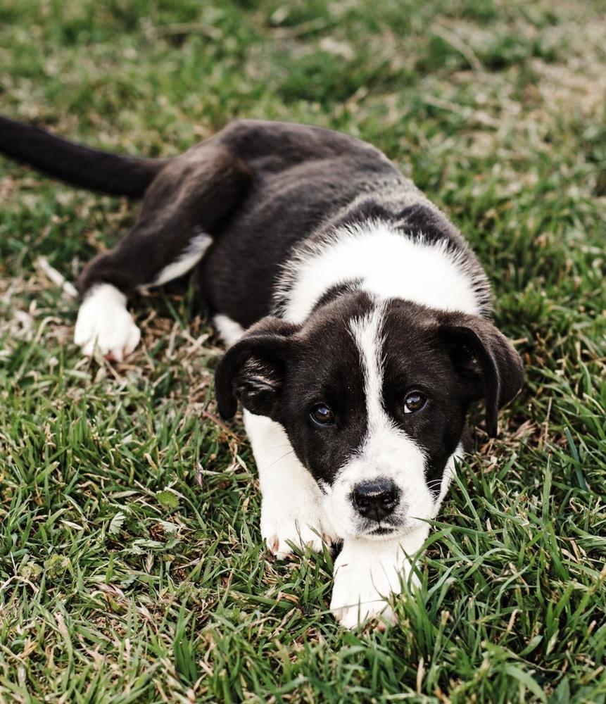 Enlarge Kase, a Adoptable mixed breed in Warr Acres, OK image 2/6