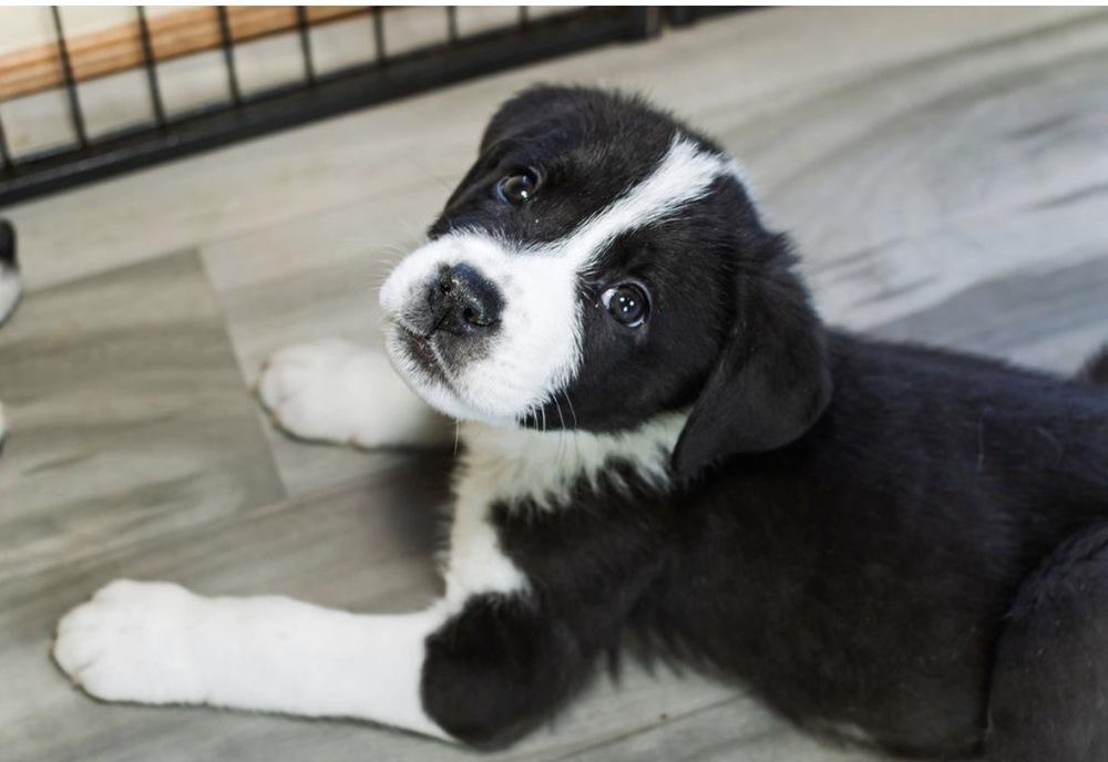 Kase, Adoptable, Puppy Male Great Pyrenees & Pit Bull Terrier.