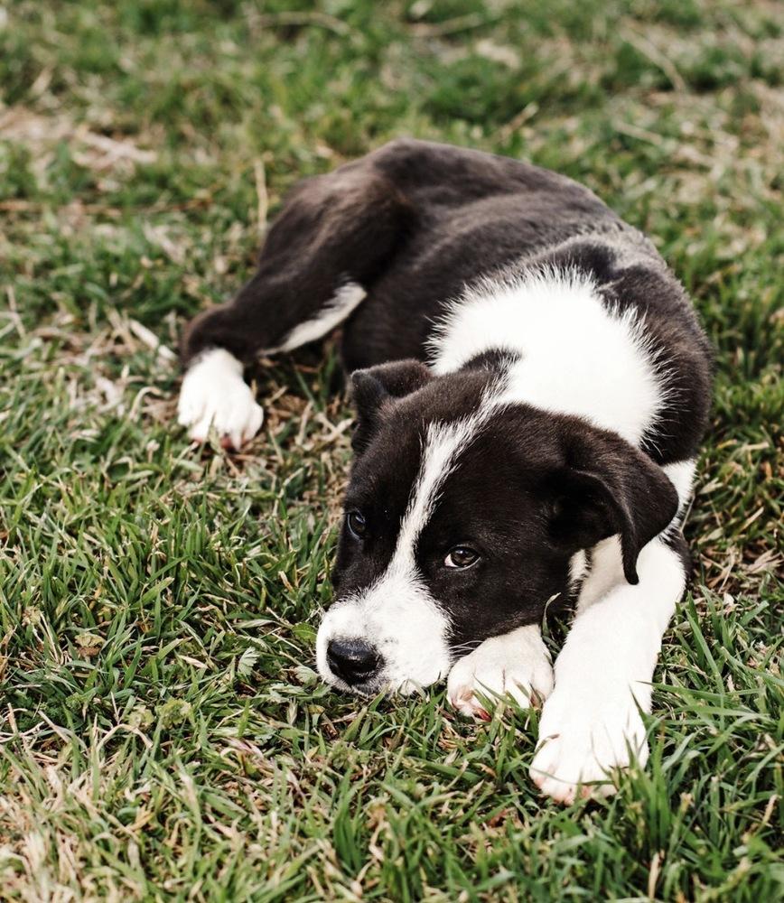 Enlarge Kase, a Adoptable mixed breed in Warr Acres, OK image 3/6