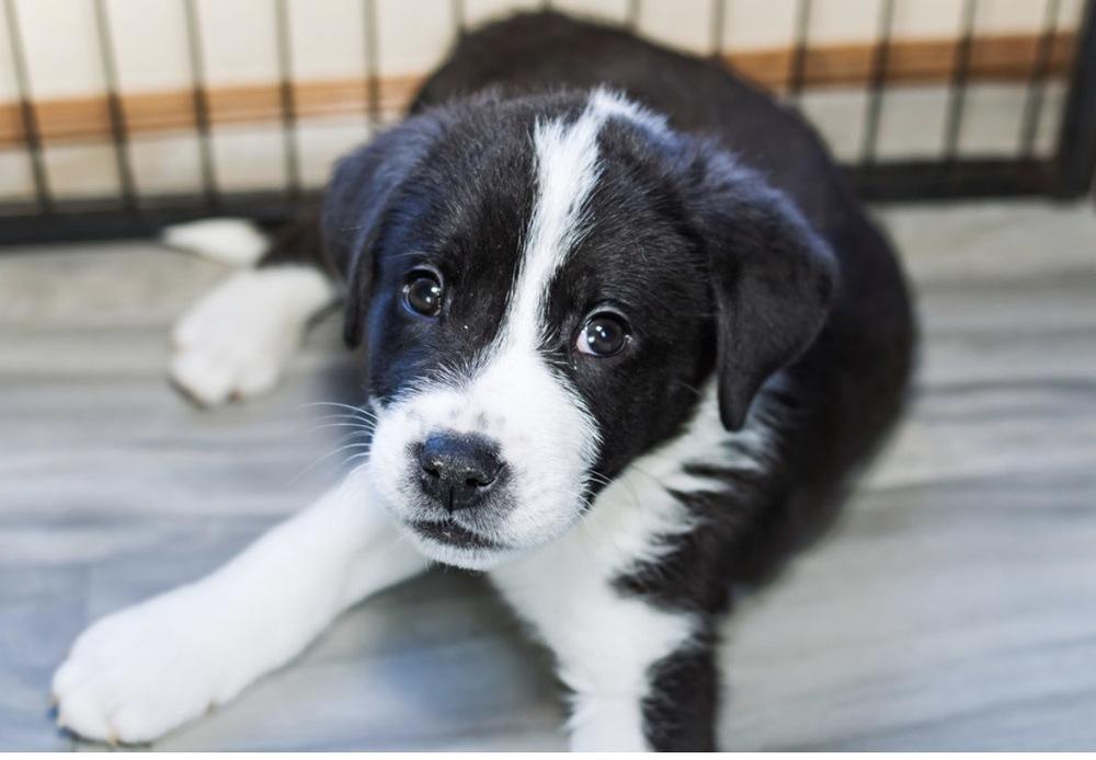 Enlarge Kase, a Adoptable mixed breed in Warr Acres, OK image 2/6