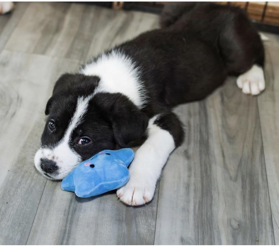 Enlarge Kase, a Adoptable mixed breed in Warr Acres, OK image 3/6