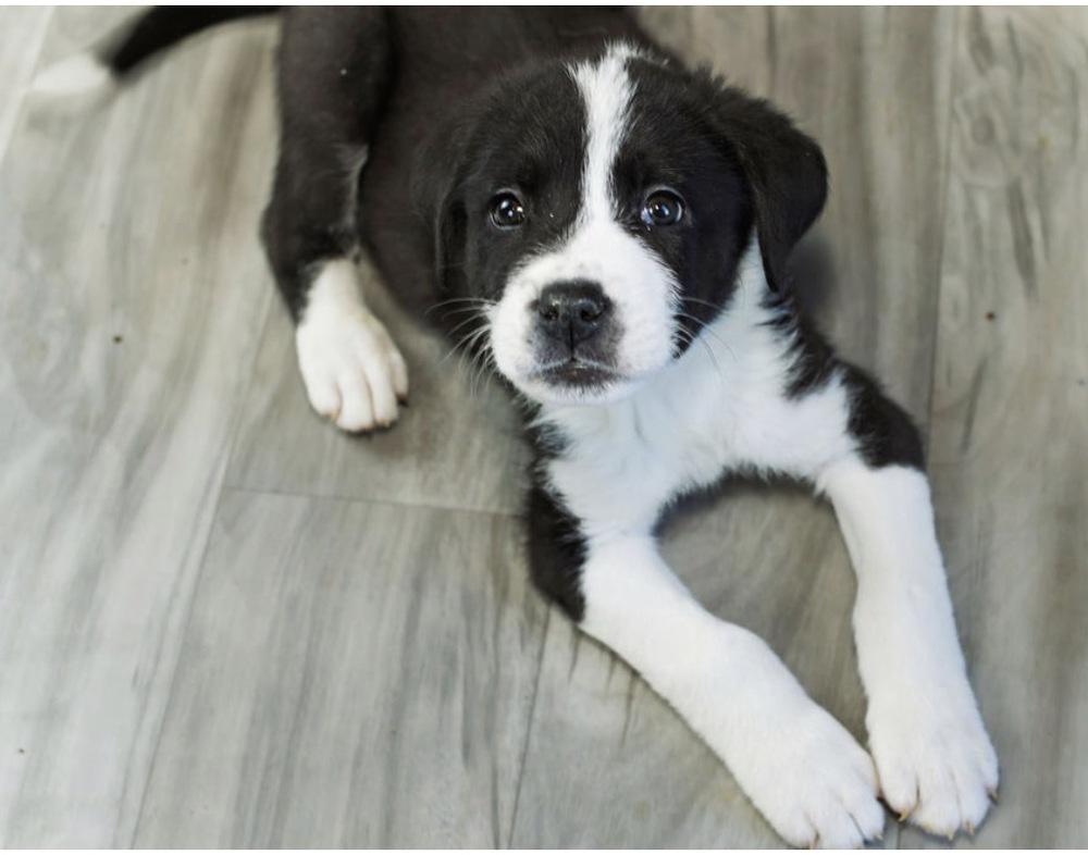 Enlarge Kase, a Adoptable mixed breed in Warr Acres, OK image 4/6