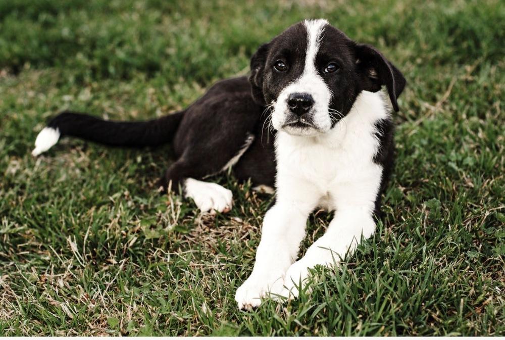 Enlarge Kase, a Adoptable mixed breed in Warr Acres, OK image 4/6