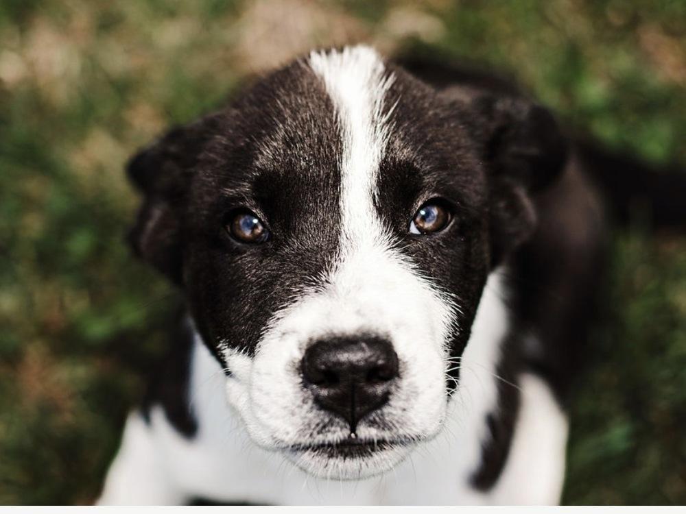 Enlarge Kase, a Adoptable mixed breed in Warr Acres, OK image 5/6
