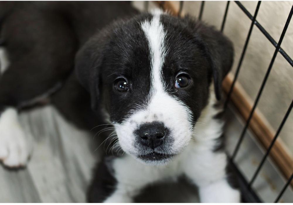 Enlarge Kase, a Adoptable mixed breed in Warr Acres, OK image 5/6