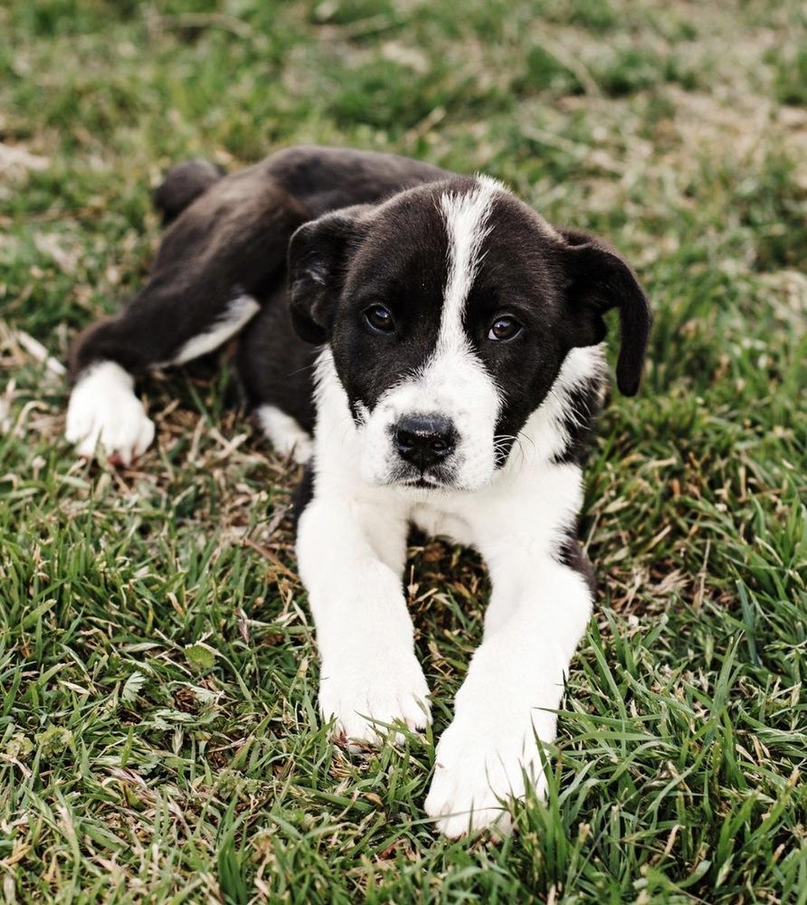 Enlarge Kase, a Adoptable mixed breed in Warr Acres, OK image 6/6