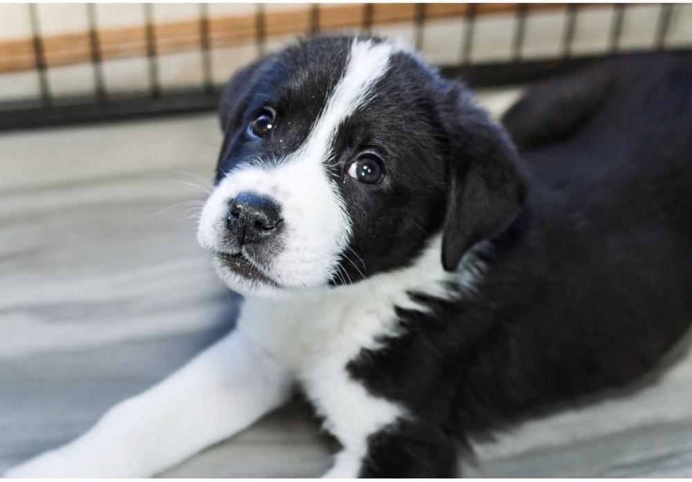 Enlarge Kase, a Adoptable mixed breed in Warr Acres, OK image 6/6